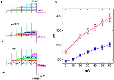 Characterization of Perturbing Actions by Verteporfin, a Benzoporphyrin Photosensitizer, on Membrane Ionic Currents